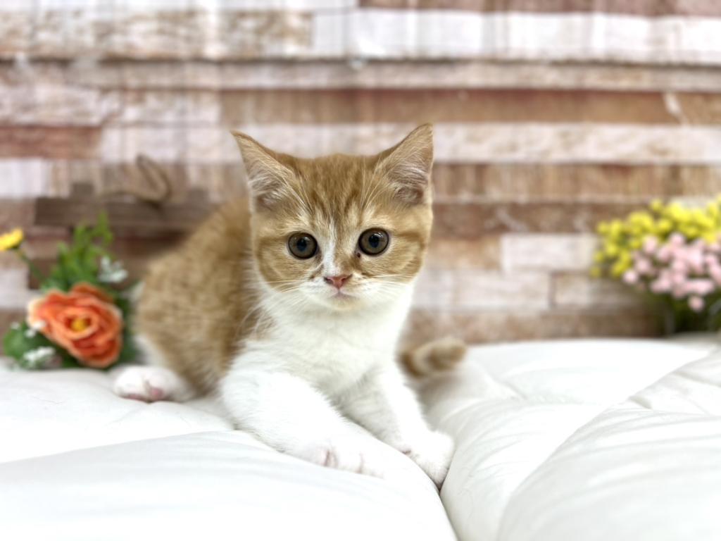 茨城県のマンチカン (ペッツワン石岡玉里店/2026年1月21日生まれ/女の子/レッドマッカレルタビーホワイト)の子猫の3枚目の画像