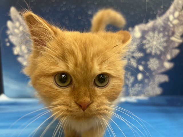 千葉県のミヌエット (ペッツワン木更津金田店/2025年11月15日生まれ/男の子/レッドタビー)の子猫の1枚目の画像