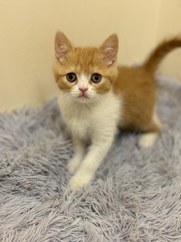 埼玉県のマンチカン (ペットプラザ越谷大里店/2026年1月15日生まれ/男の子/レッドマッカレルタビーホワイト)の子猫の2枚目の画像