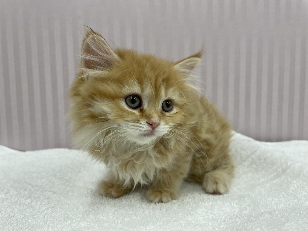 埼玉県のラガマフィン (OneBuddy南越谷店/2026年1月25日生まれ/女の子/レッドタビーホワイト)の子猫の2枚目の画像