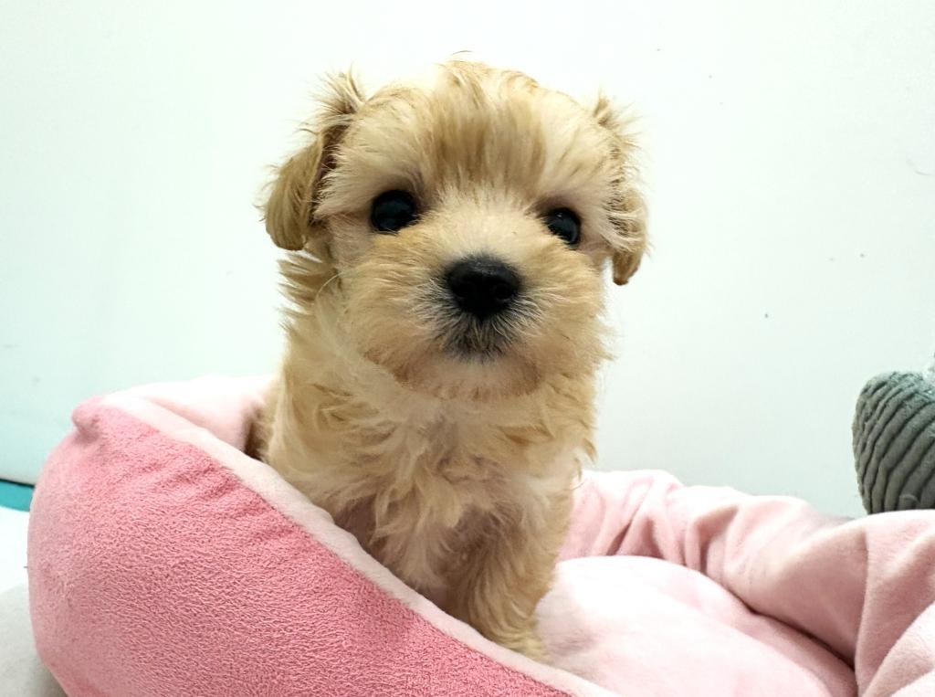 栃木県のマルプー(マルチーズ×プードル) (ペッツワン宇都宮平出店/2025年12月19日生まれ/女の子/アプリコット)の子犬の1枚目の画像