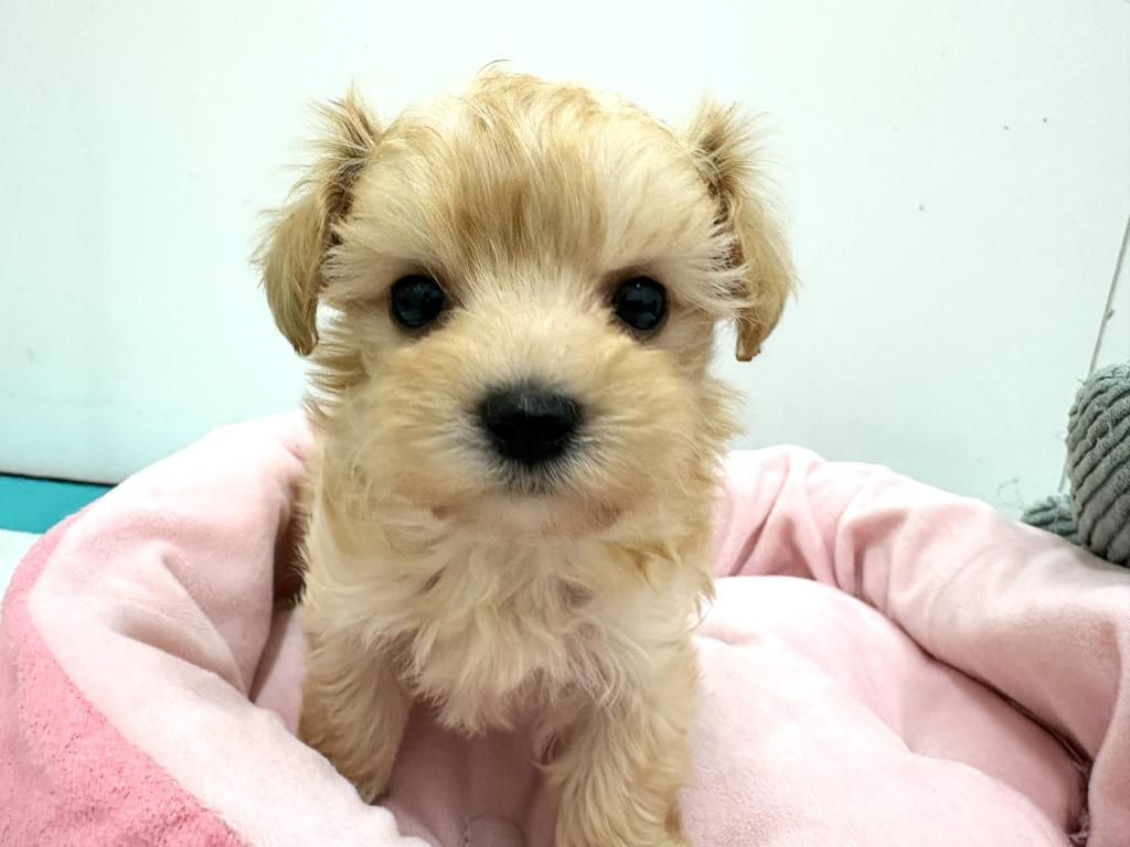 栃木県のマルプー(マルチーズ×プードル) (ペッツワン宇都宮平出店/2025年12月19日生まれ/女の子/アプリコット)の子犬の2枚目の画像
