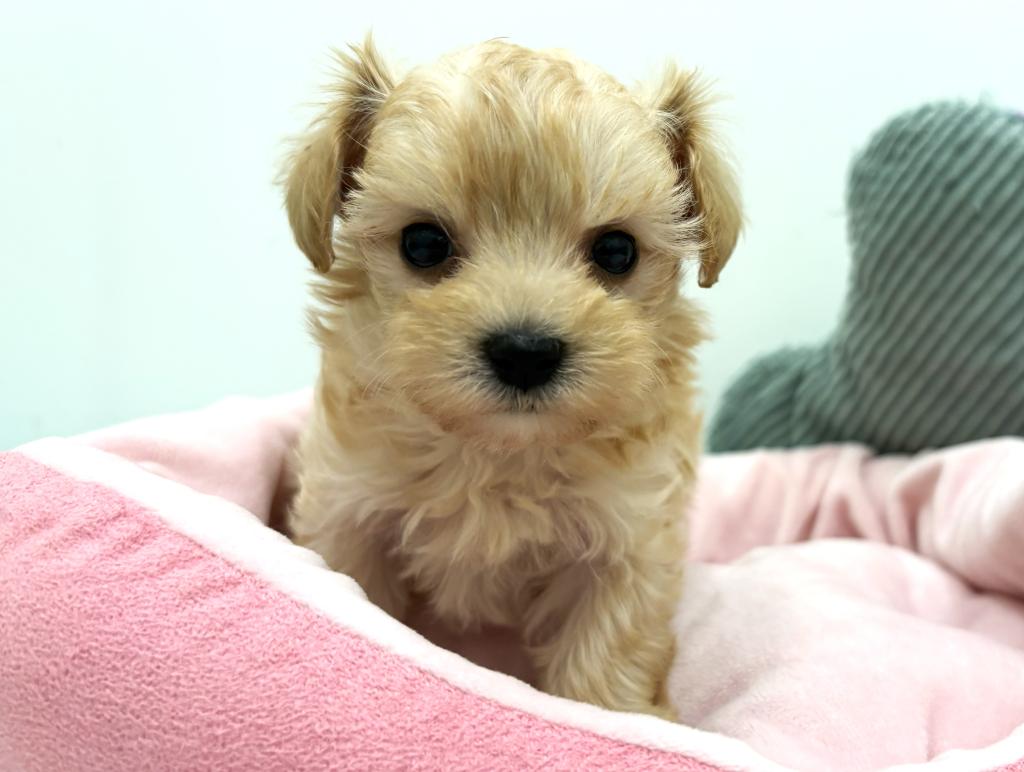 栃木県のマルプー(マルチーズ×プードル) (ペッツワン宇都宮平出店/2025年12月19日生まれ/女の子/アプリコット)の子犬の3枚目の画像