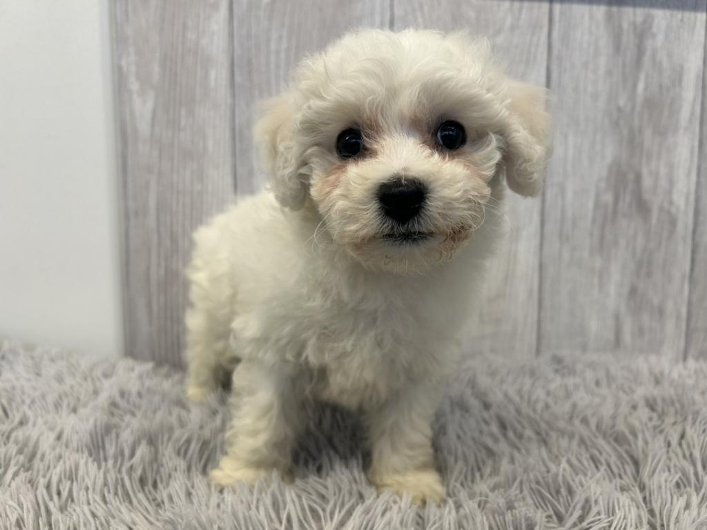 埼玉県のビションフリーゼ (ペットプラザ越谷大里店/2025年12月28日生まれ/女の子/ホワイト)の子犬の2枚目の画像