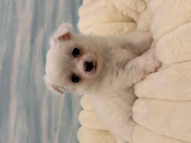 2026年1月23日生まれのチワワ(ロング)