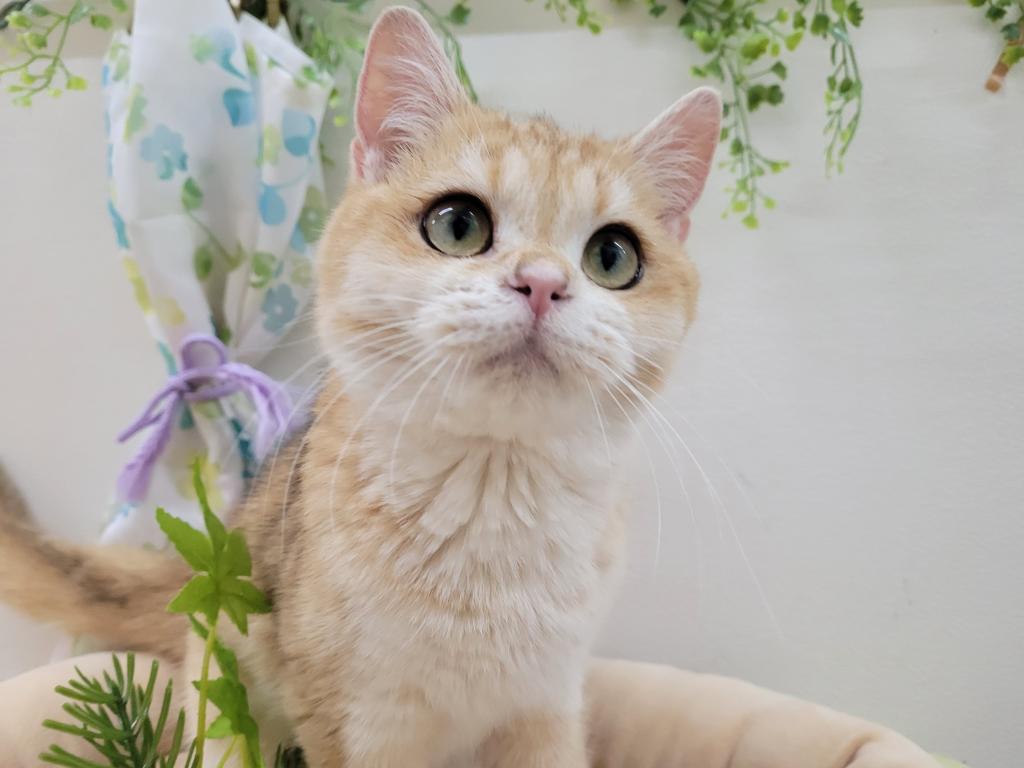 栃木県のブリティッシュショートヘアー (アミーゴ簗瀬店/2025年12月21日生まれ/女の子/ゴールデン)の子猫の1枚目の画像