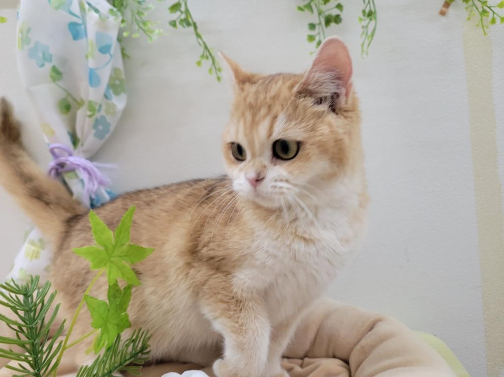 栃木県のブリティッシュショートヘアー (アミーゴ簗瀬店/2025年12月21日生まれ/女の子/ゴールデン)の子猫の2枚目の画像