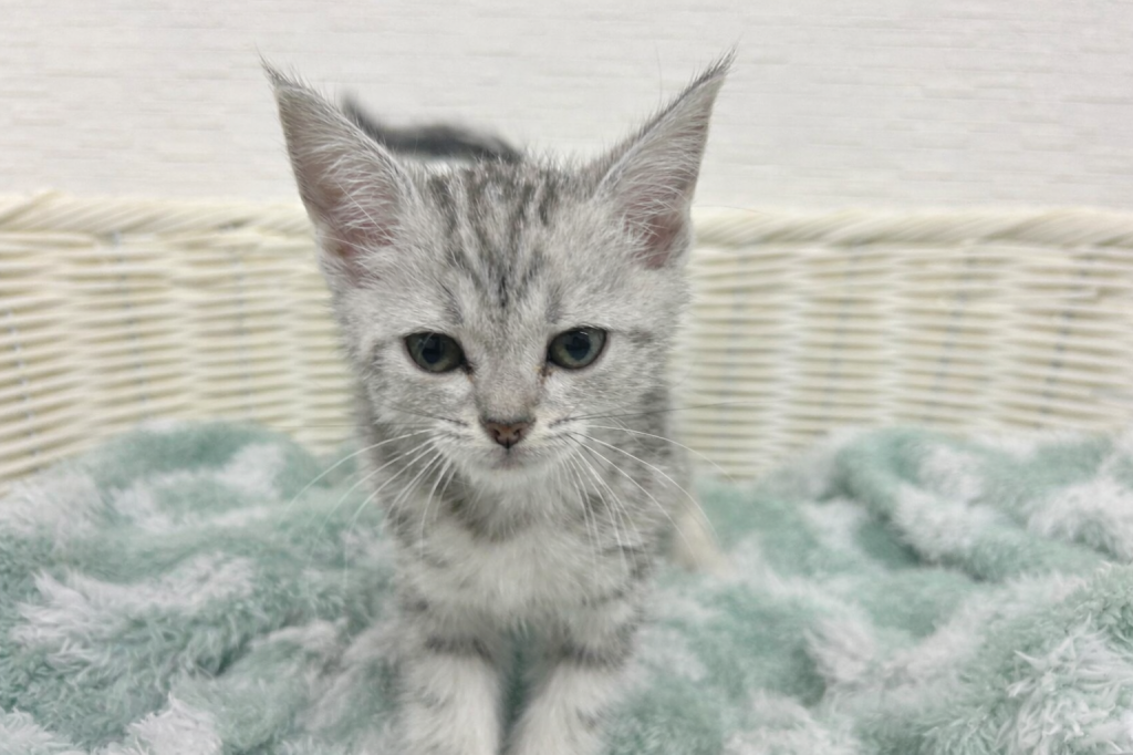 埼玉県のアメリカンショートヘアー (OneBuddy宮代店/2025年12月26日生まれ/女の子/シルバータビー)の子猫の1枚目の画像