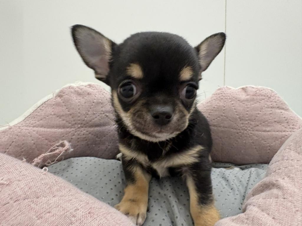 2025年12月27日生まれのチワワ(スムース)