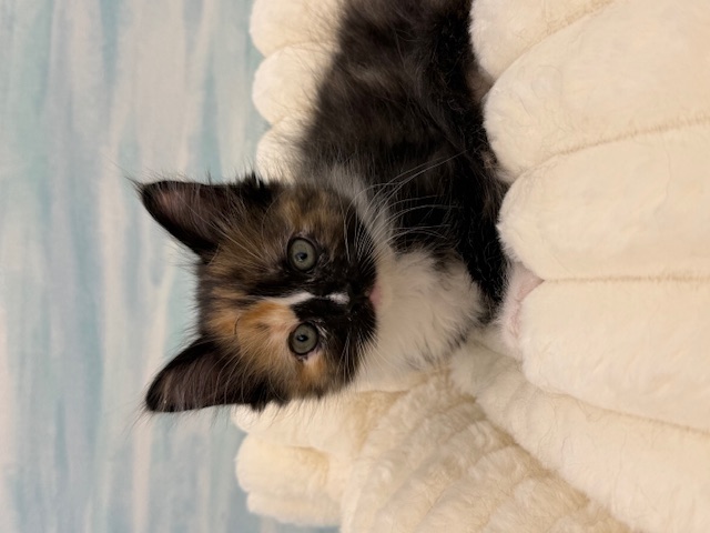 2026年1月25日生まれのメインクーン