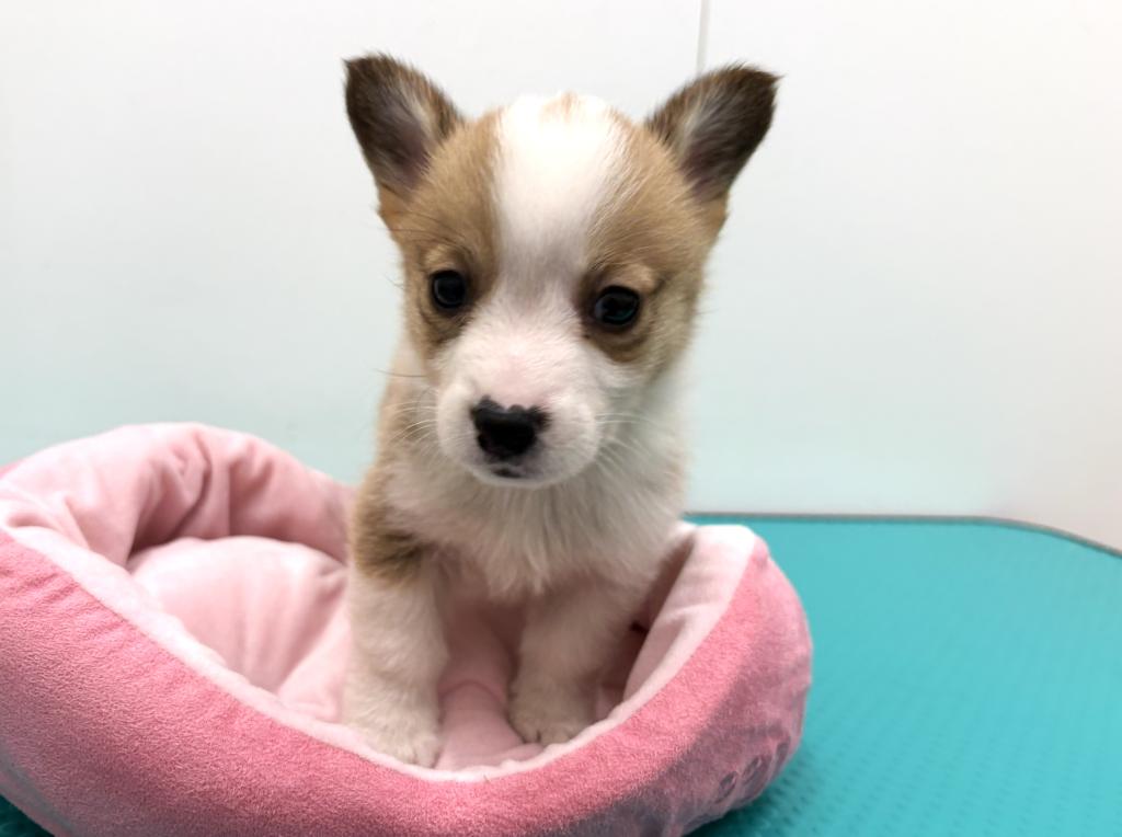 栃木県のウェルシュコーギーペンブローク (ペッツワン宇都宮平出店/2025年12月20日生まれ/男の子/レッドホワイト)の子犬の3枚目の画像