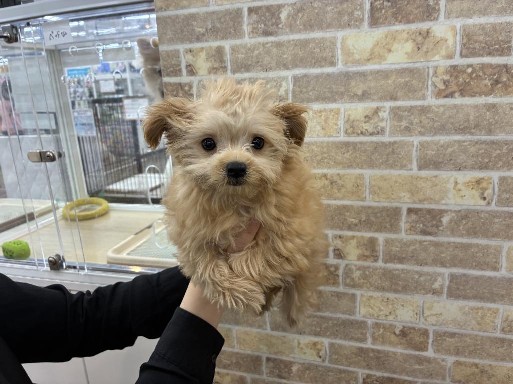 北海道のチワプー/プーチー(チワワ×プードル) (ジャパンペッツトレーディング帯広店/2026年1月16日生まれ/男の子/アプリコット)の子犬