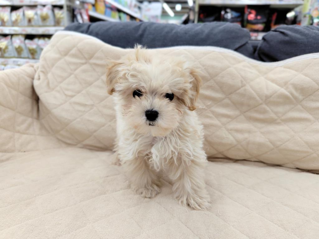茨城県のマルプー(マルチーズ×プードル) (OneBuddyトモニー水戸店/2025年12月13日生まれ/男の子/アプリコット)の子犬