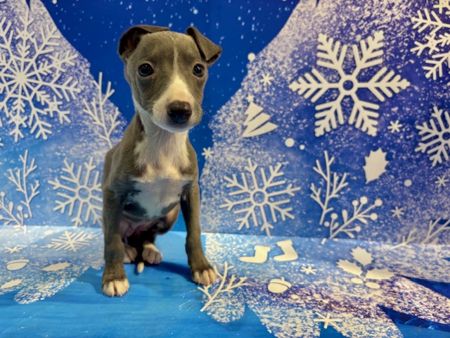 栃木県のイタリアングレーハウンド (ペッツワン小山店/2025年12月27日生まれ/女の子/ブルーホワイトマーキングス)の子犬の2枚目の画像