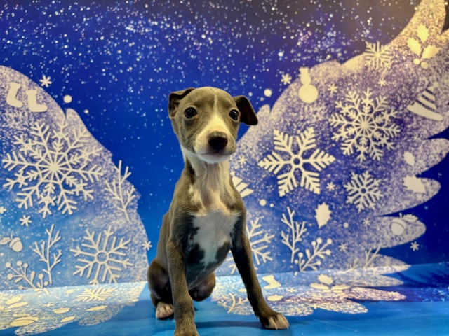 栃木県のイタリアングレーハウンド (ペッツワン小山店/2025年12月27日生まれ/女の子/ブルーホワイトマーキングス)の子犬の3枚目の画像