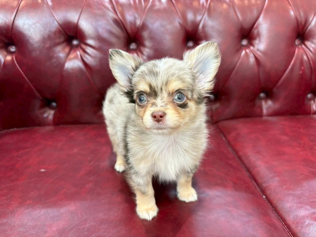 茨城県のチワワ(ロング) (OneBuddy佐原東店/2025年12月14日生まれ/男の子/チョコレートマール)の子犬の1枚目の画像