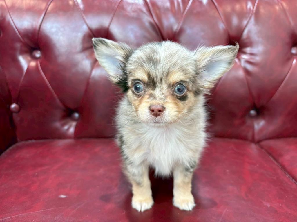 茨城県のチワワ(ロング) (OneBuddy佐原東店/2025年12月14日生まれ/男の子/チョコレートマール)の子犬の2枚目の画像