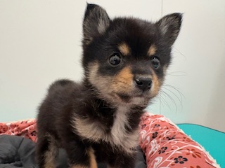 栃木県のハーフ犬・ミックス犬 (ペッツワン宇都宮平出店/2026年1月22日生まれ/男の子/その他色)の子犬の2枚目の画像