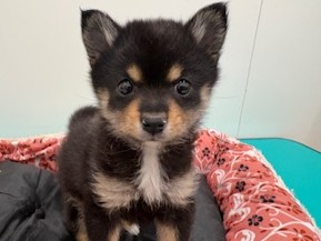 栃木県のハーフ犬・ミックス犬 (ペッツワン宇都宮平出店/2026年1月22日生まれ/男の子/その他色)の子犬の1枚目の画像