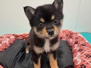 栃木県のハーフ犬・ミックス犬 (ペッツワン宇都宮平出店/2026年1月22日生まれ/男の子/その他色)の子犬の3枚目の画像