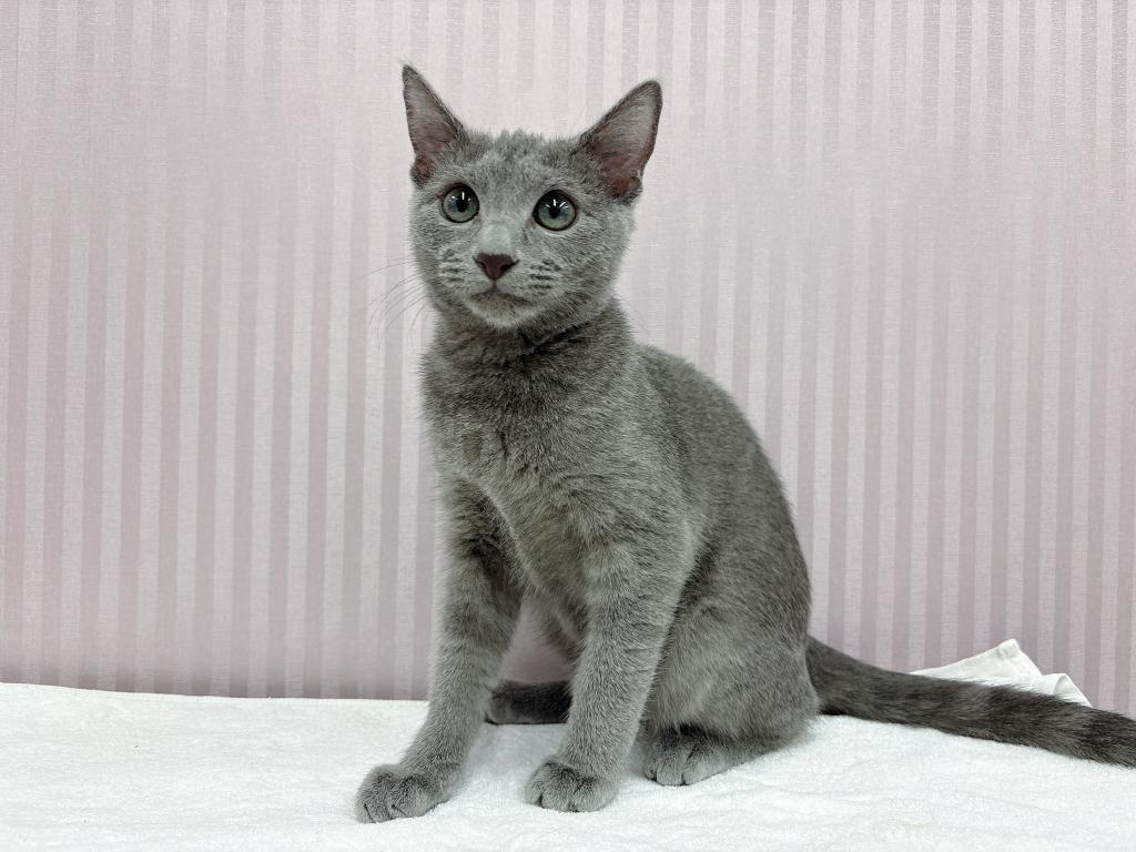 埼玉県のロシアンブルー (OneBuddy南越谷店/2026年1月3日生まれ/男の子/ブルー)の子猫の1枚目の画像