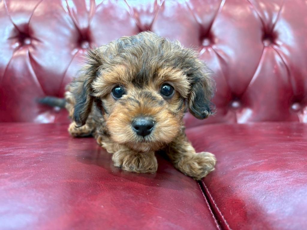 茨城県のハーフ犬・ミックス犬 (OneBuddy佐原東店/2025年12月9日生まれ/男の子/レッド)の子犬の2枚目の画像