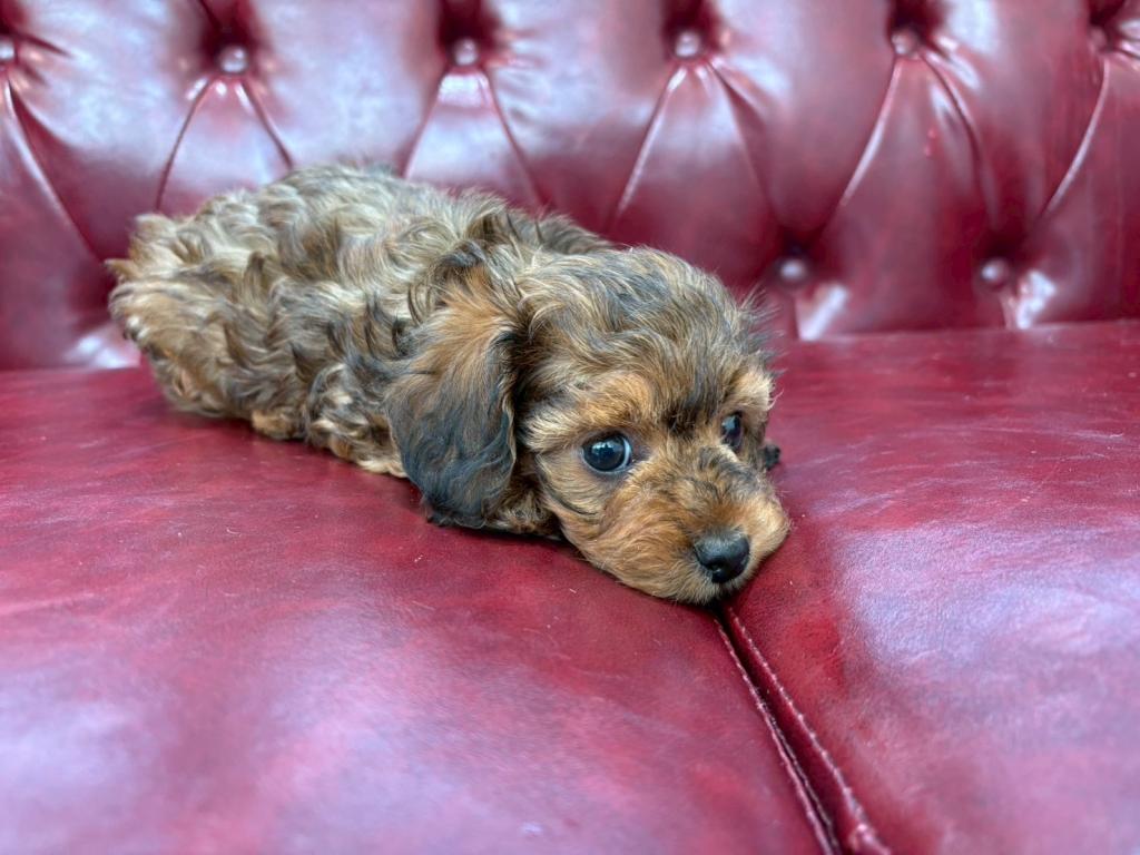 茨城県のハーフ犬・ミックス犬 (OneBuddy佐原東店/2025年12月9日生まれ/男の子/レッド)の子犬の3枚目の画像