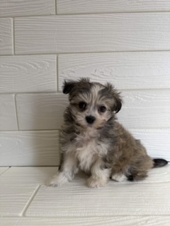 埼玉県のチワマル/マルチワ(チワワ×マルチーズ) (ペットプラザ草加松原店/2026年1月10日生まれ/男の子/フォーンホワイト)の子犬の3枚目の画像