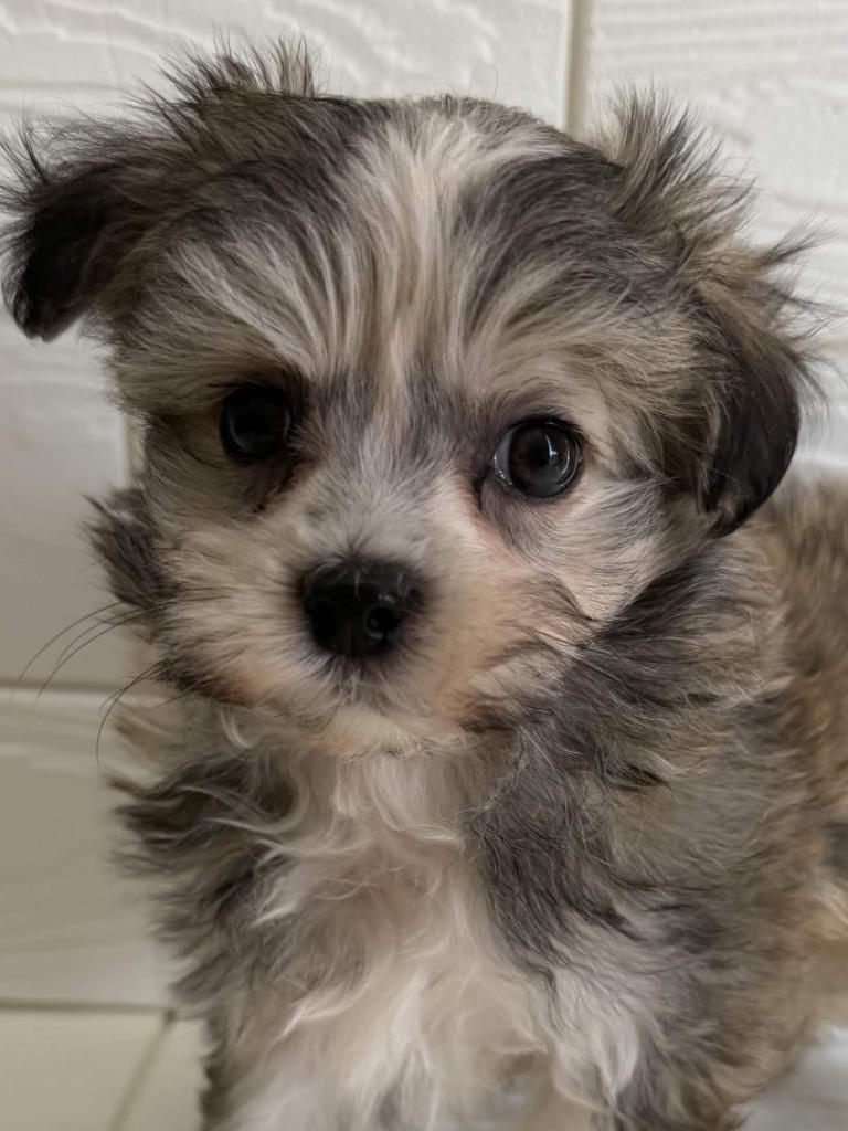 埼玉県のチワマル/マルチワ(チワワ×マルチーズ) (ペットプラザ草加松原店/2026年1月10日生まれ/男の子/フォーンホワイト)の子犬の4枚目の画像