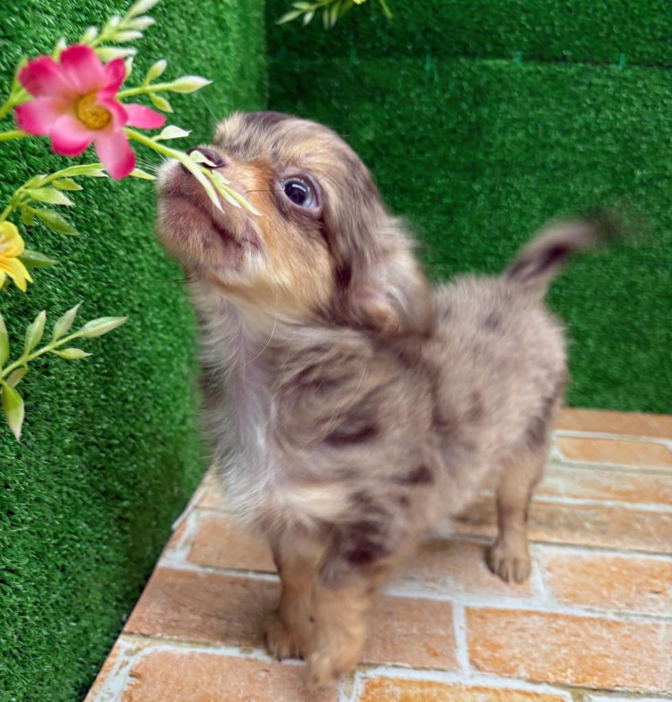 栃木県のチワワ(ロング) (ペットアミ鹿沼店/2025年12月14日生まれ/男の子/チョコレートマール)の子犬