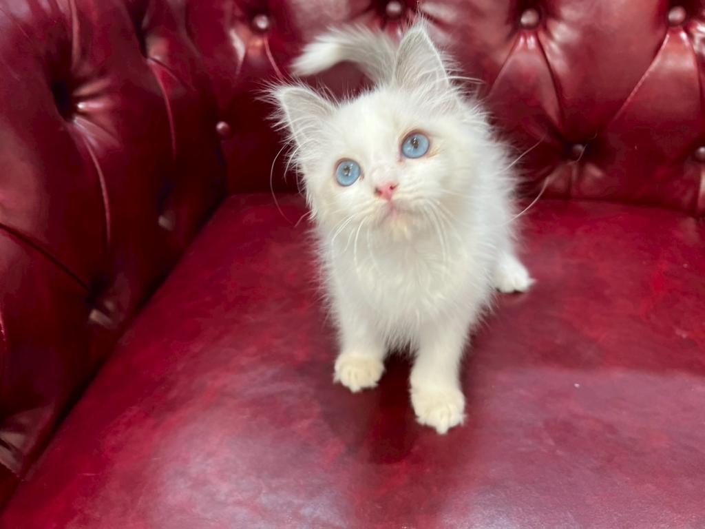 茨城県のラグドール (OneBuddy佐原東店/2025年12月1日生まれ/男の子/ブルーポイントバイカラー)の子猫の1枚目の画像