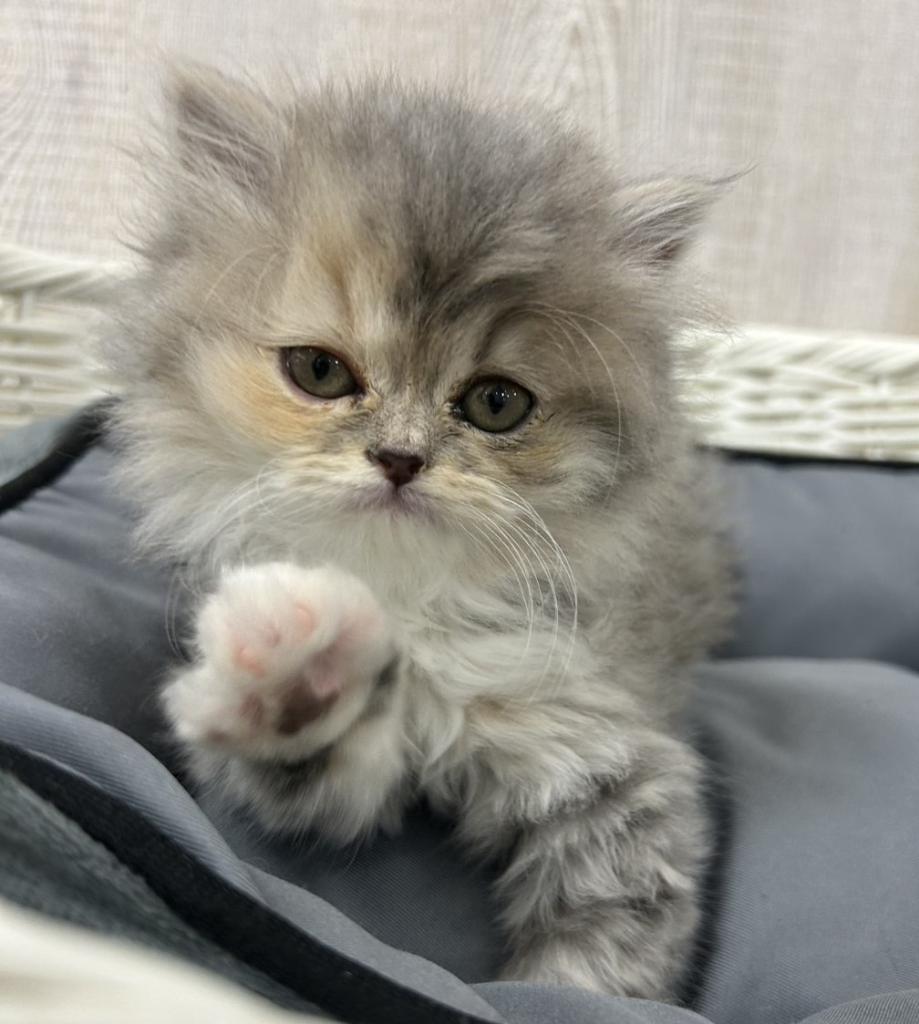 2025年12月28日生まれのブリティッシュロングヘアー