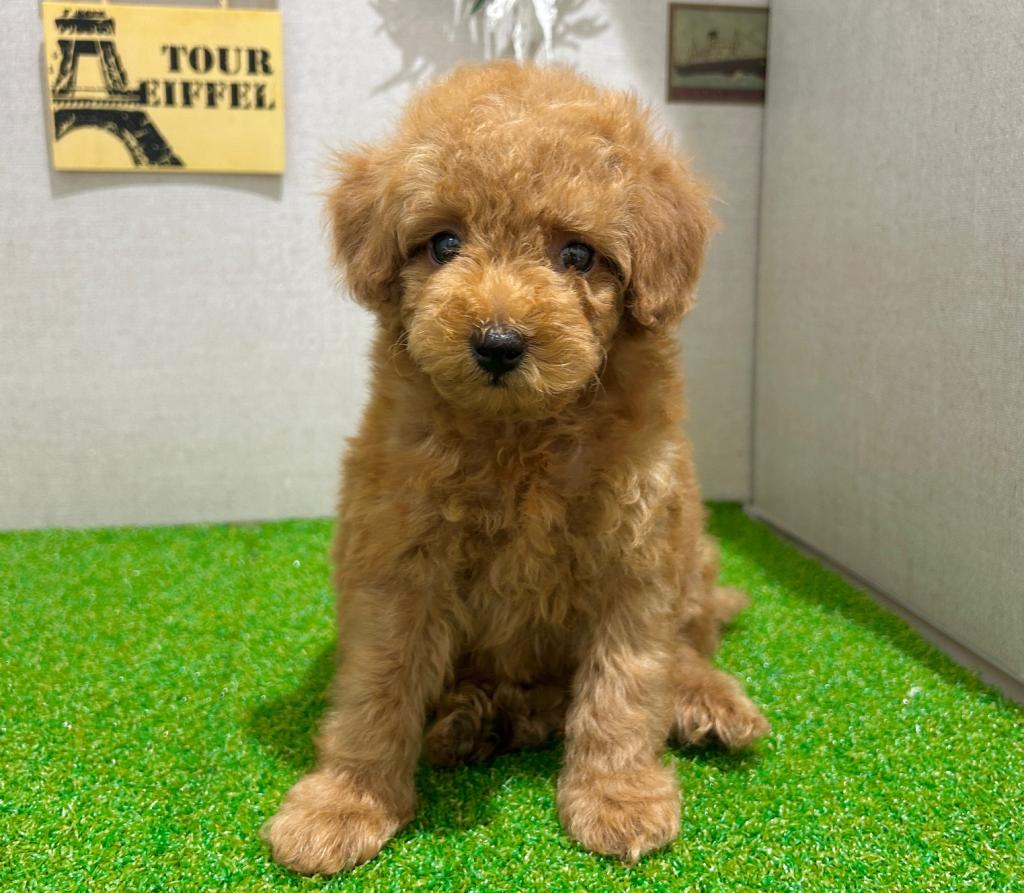 茨城県のトイプードル(トイ) (ペッツワン水戸店/2025年12月26日生まれ/男の子/レッド)の子犬の2枚目の画像