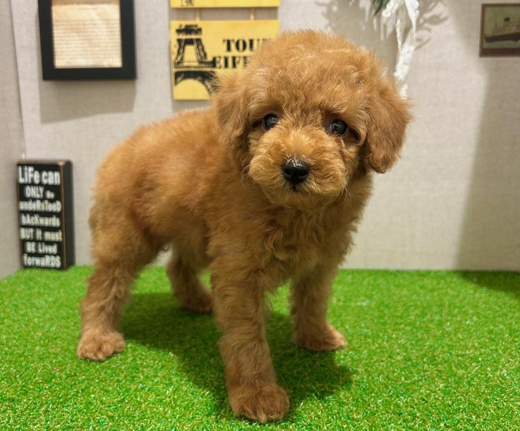 茨城県のトイプードル(トイ) (ペッツワン水戸店/2025年12月26日生まれ/男の子/レッド)の子犬の3枚目の画像