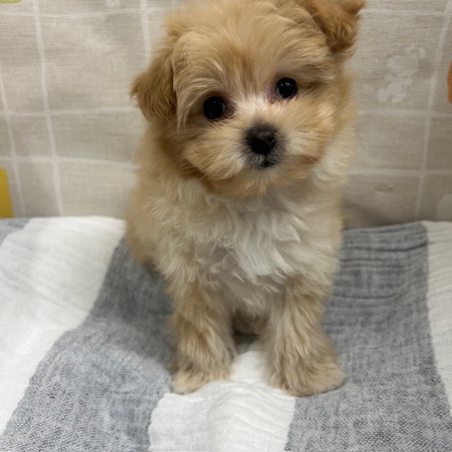 茨城県のポメプー(ポメラニアン×プードル) (ペットアミ桜川店/2026年1月10日生まれ/女の子/クリーム)の子犬