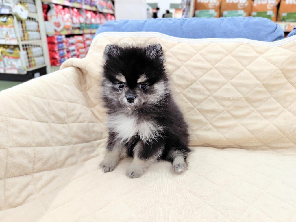 茨城県のポメラニアン (OneBuddyトモニー水戸店/2026年1月16日生まれ/男の子/ブラックタンホワイト)の子犬