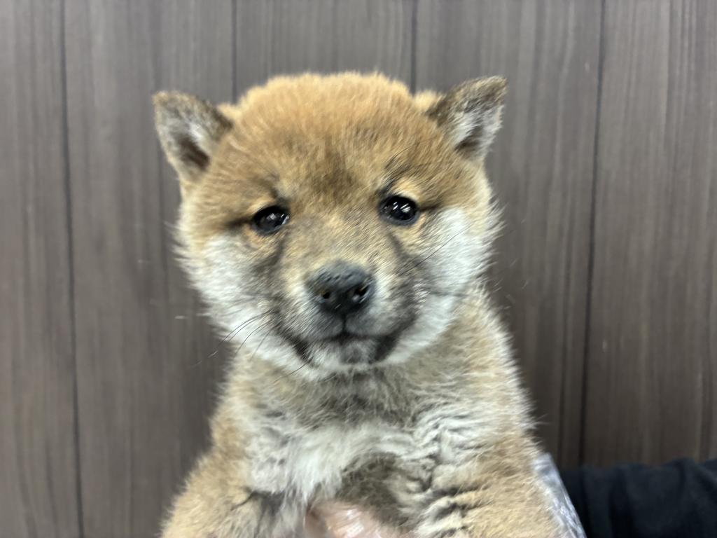北海道の豆柴 (ジャパンペッツトレーディング音更店/2025年12月17日生まれ/男の子/赤)の子犬