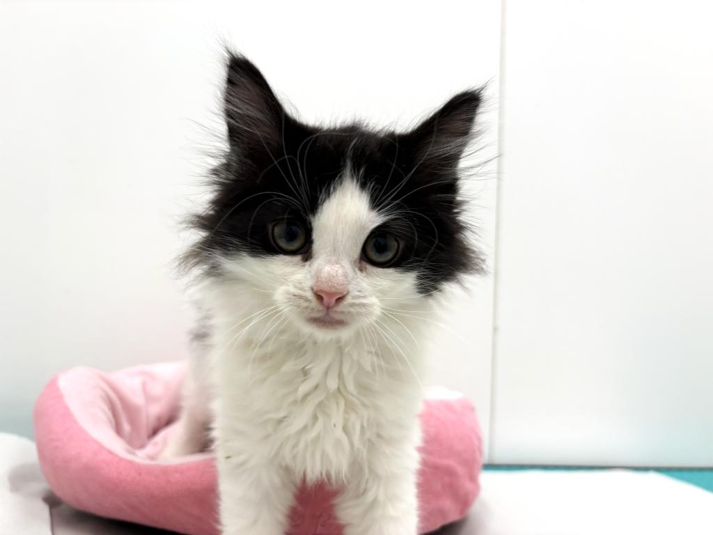 栃木県のノルウェージャンフォレストキャット (ペッツワン宇都宮平出店/2025年12月6日生まれ/男の子/ブラックスモークホワイト)の子猫の1枚目の画像
