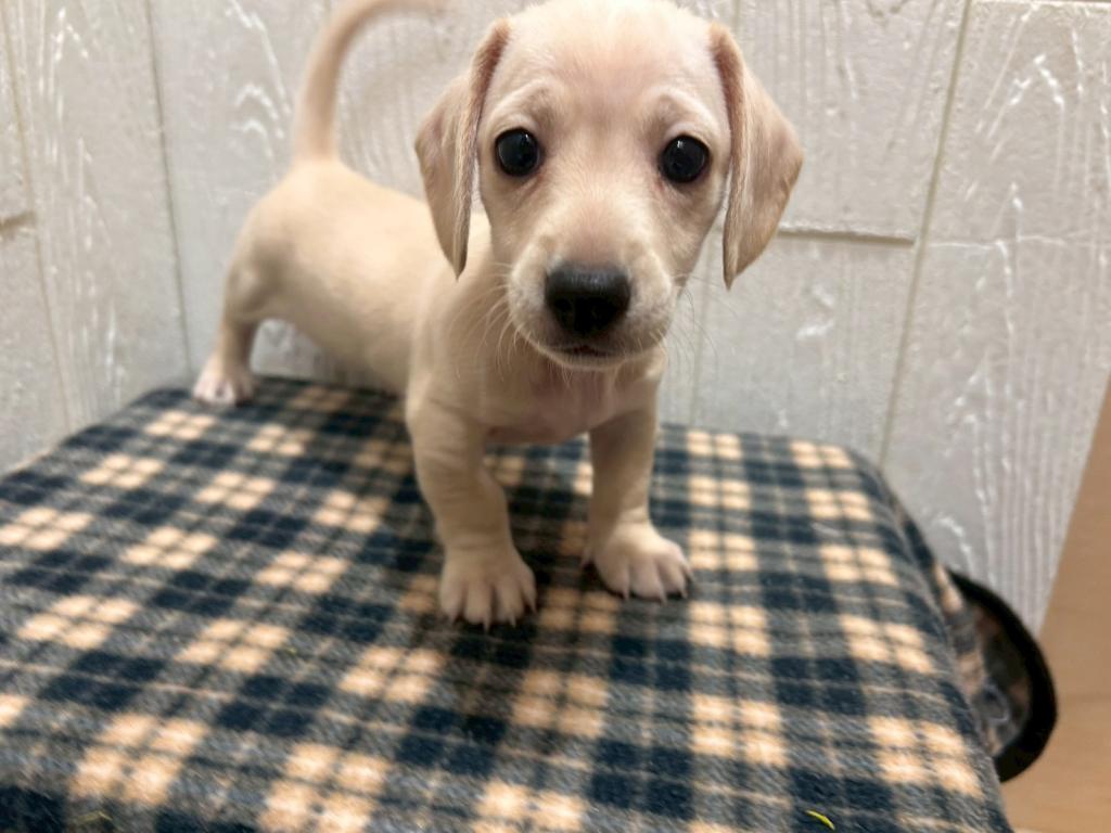 東京都のミニチュアダックスフンド(スムース) (OneBuddy仙川店/2025年12月20日生まれ/男の子/イエロー)の子犬の1枚目の画像