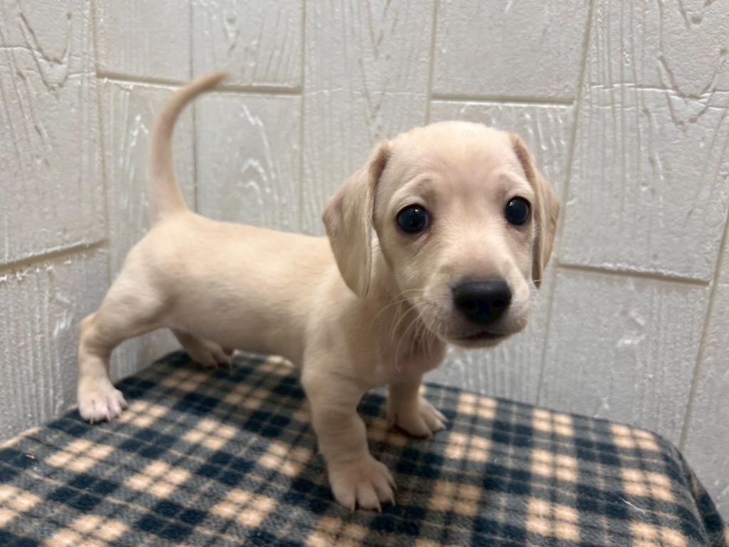 東京都のミニチュアダックスフンド(スムース) (OneBuddy仙川店/2025年12月20日生まれ/男の子/イエロー)の子犬の2枚目の画像