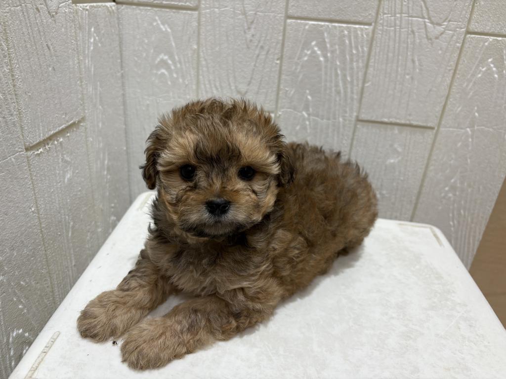 東京都のポメズー/ポメシーズ(ポメラニアン×シーズー) (OneBuddy仙川店/2026年1月23日生まれ/女の子/ブラウンホワイト)の子犬の1枚目の画像