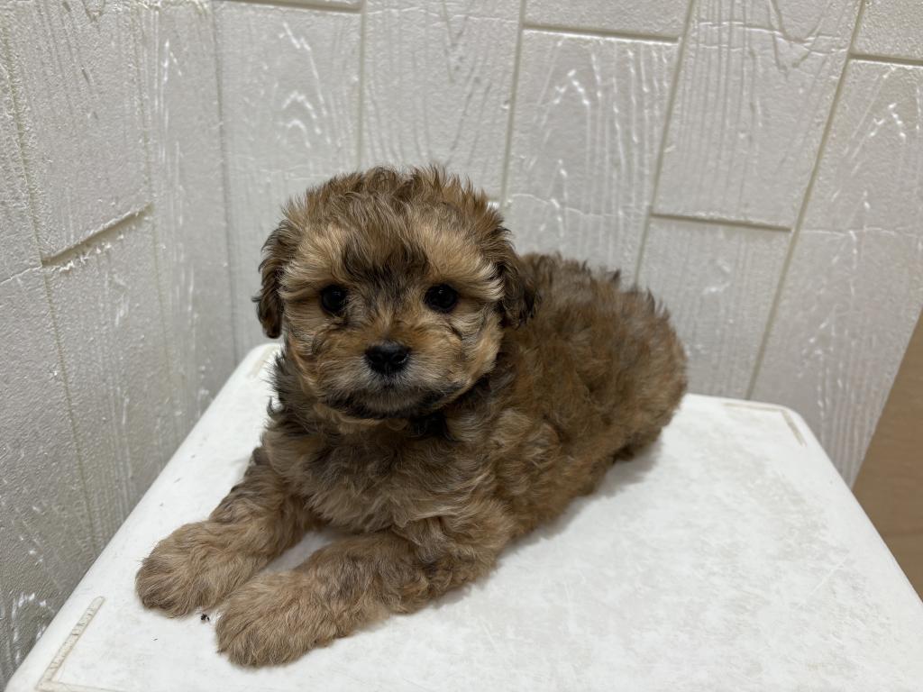 東京都のポメズー/ポメシーズ(ポメラニアン×シーズー) (OneBuddy仙川店/2026年1月23日生まれ/女の子/ブラウンホワイト)の子犬の2枚目の画像