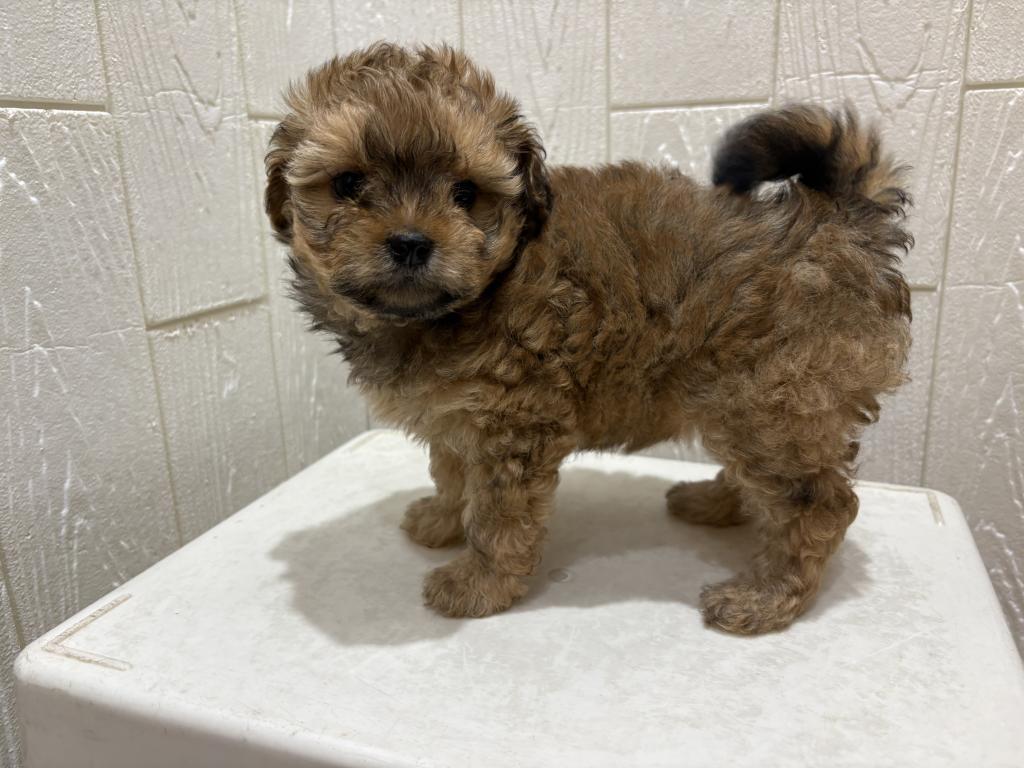 東京都のポメズー/ポメシーズ(ポメラニアン×シーズー) (OneBuddy仙川店/2026年1月23日生まれ/女の子/ブラウンホワイト)の子犬の3枚目の画像