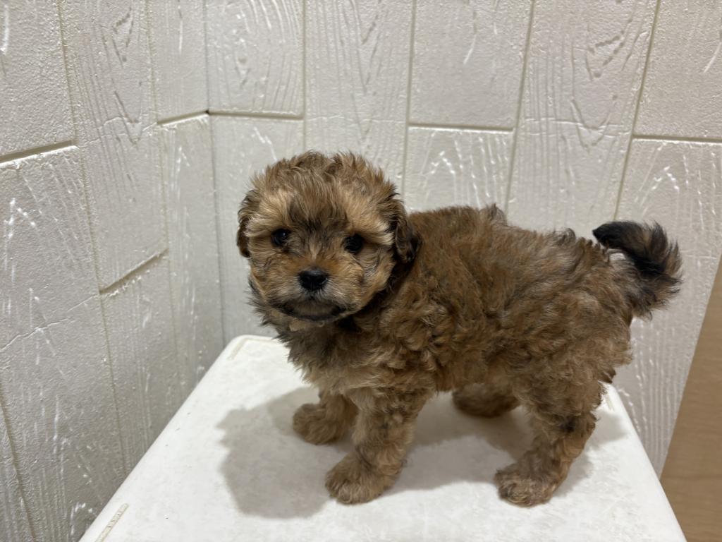 東京都のポメズー/ポメシーズ(ポメラニアン×シーズー) (OneBuddy仙川店/2026年1月23日生まれ/女の子/ブラウンホワイト)の子犬の4枚目の画像