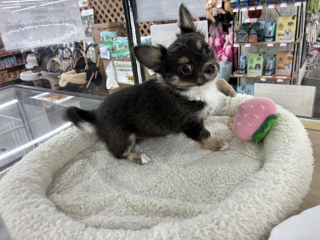 北海道のチワワ(ロング) (ジャパンペッツトレーディング新発寒店/2026年1月2日生まれ/男の子/ブルータンホワイト)の子犬の2枚目の画像