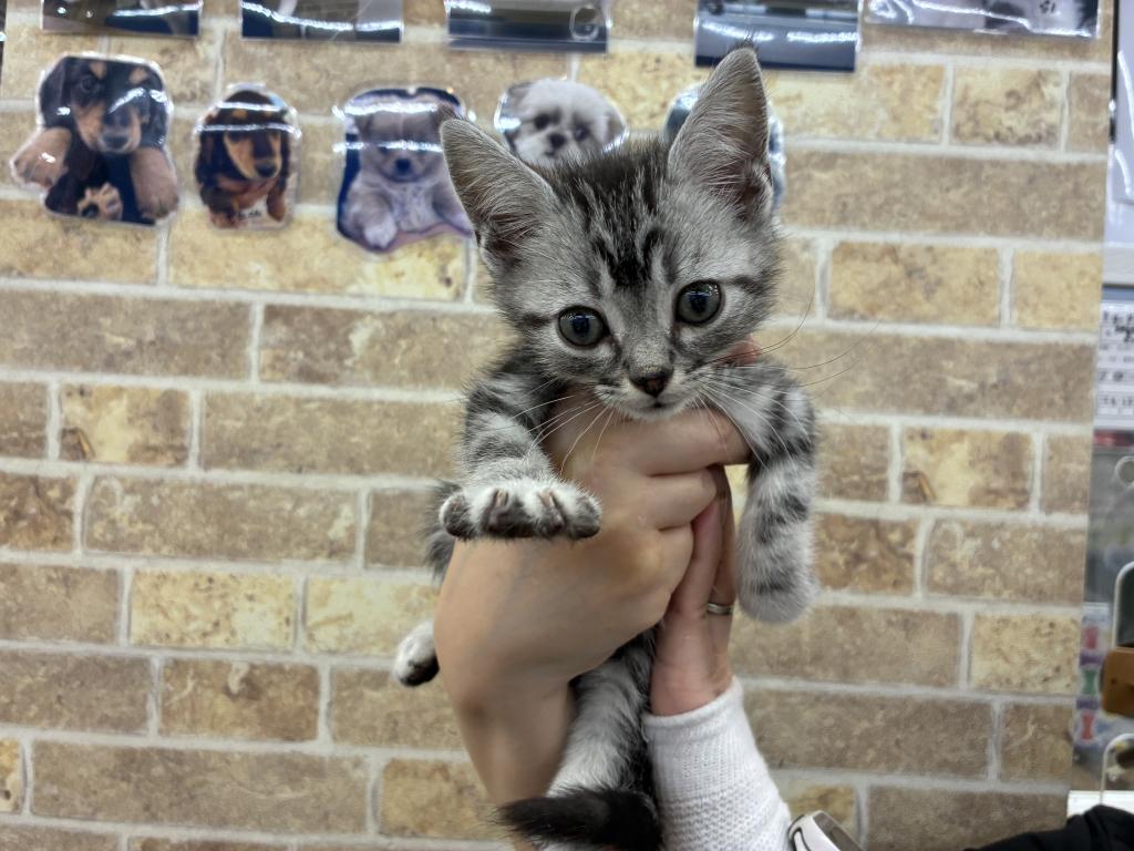 北海道のアメリカンショートヘアー (ジャパンペッツトレーディング帯広店/2025年12月26日生まれ/男の子/シルバータビー)の子猫