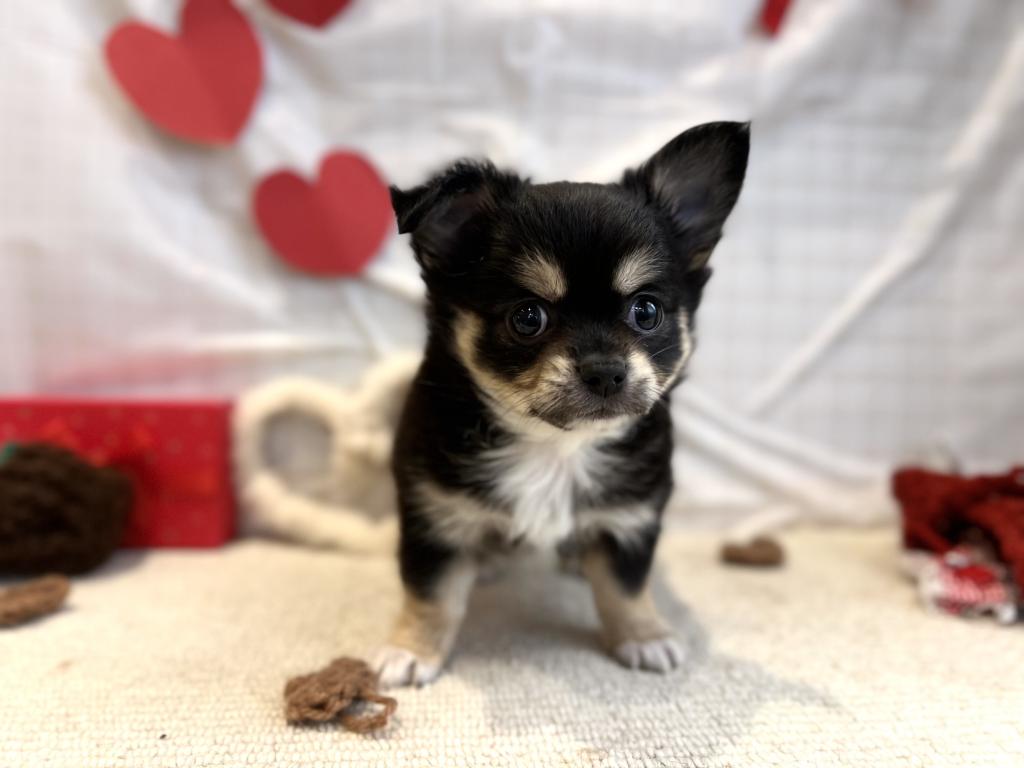 茨城県のチワワ(ロング) (ペッツワン石岡玉里店/2025年12月20日生まれ/男の子/ブラックタンホワイト)の子犬の2枚目の画像