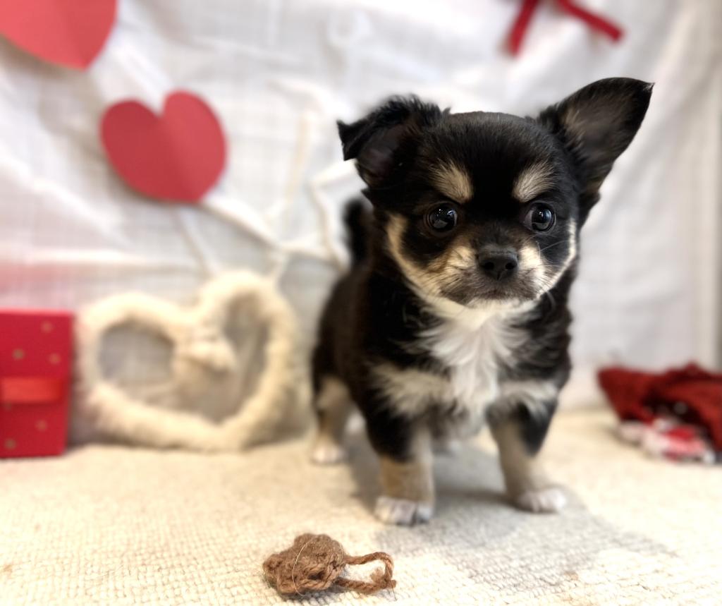 茨城県のチワワ(ロング) (ペッツワン石岡玉里店/2025年12月20日生まれ/男の子/ブラックタンホワイト)の子犬の3枚目の画像