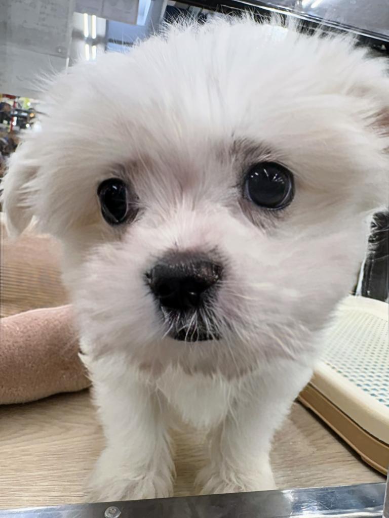 北海道のポメマル/マルポメ(ポメラニアン×マルチーズ) (ジャパンペッツトレーディング屯田店/2025年12月20日生まれ/女の子/クリームホワイト)の子犬の3枚目の画像
