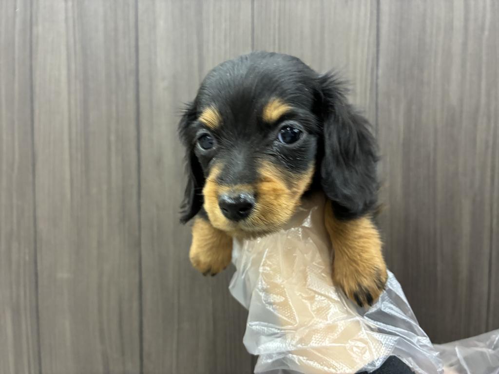 北海道のミニチュアダックスフンド(ロング) (ジャパンペッツトレーディング音更店/2025年12月21日生まれ/女の子/ブラックタン)の子犬